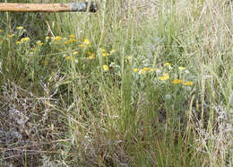 Image of woolly paperflower