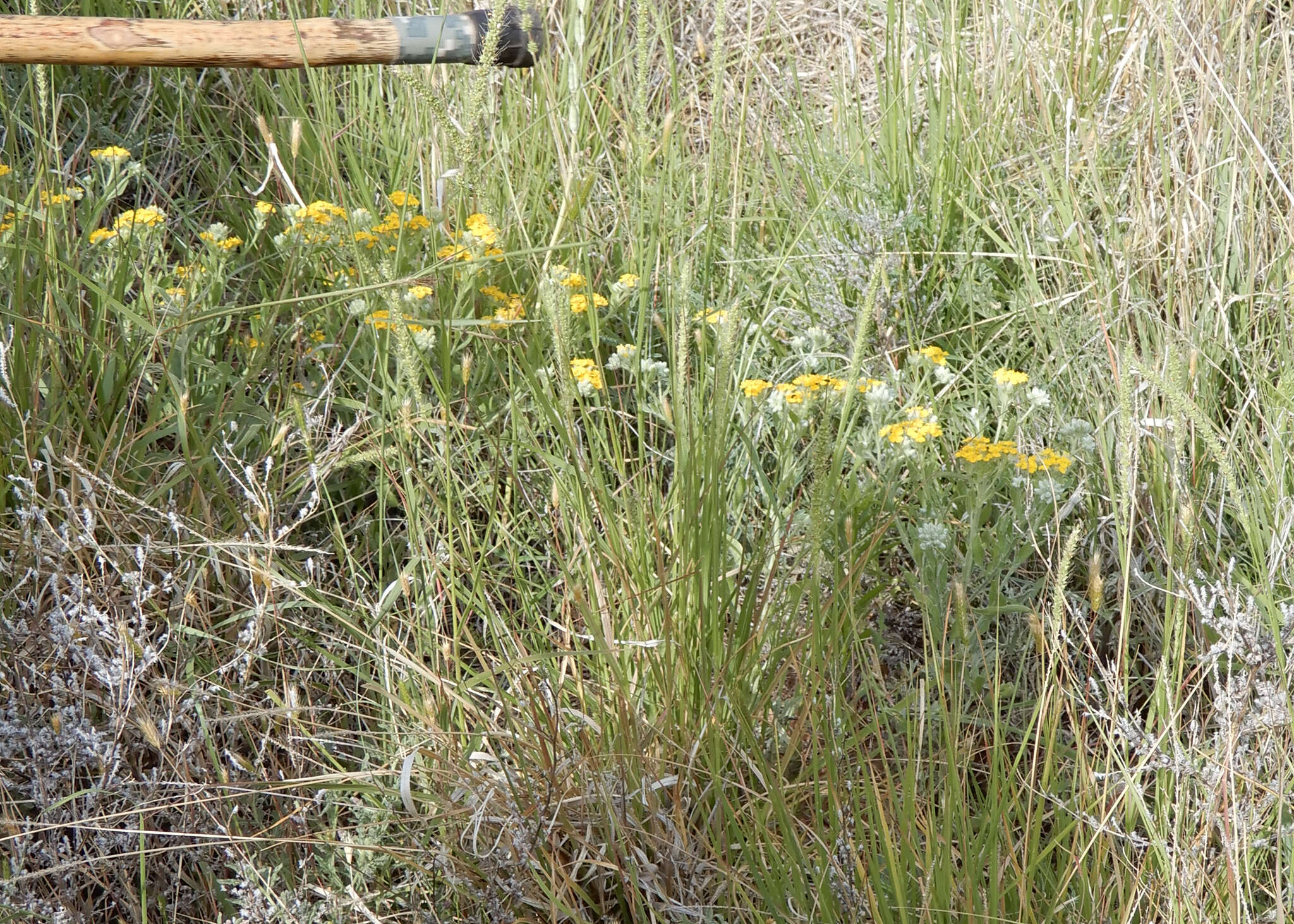 Image of woolly paperflower