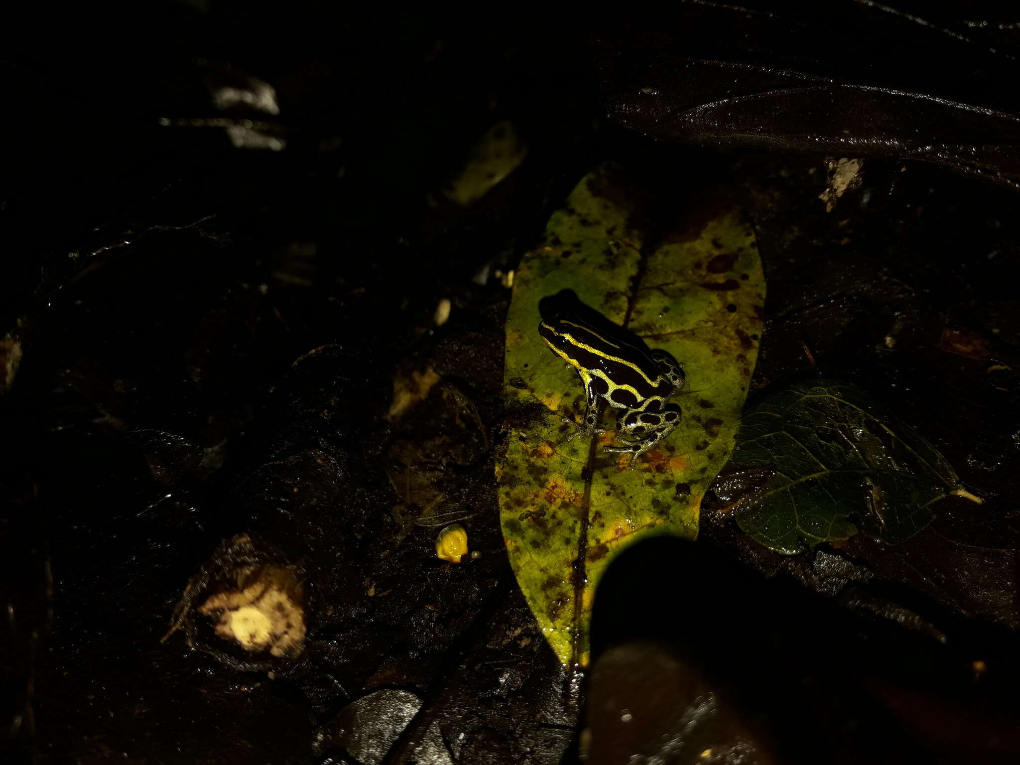 Image of Zimmermann's Poison Frog