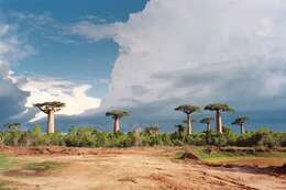 Image de Adansonia grandidieri Baill.