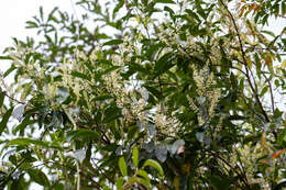 Image of Itea chinensis Hook. & Arn.