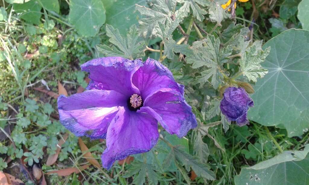 Image of Hibiscus huegelii Endl.