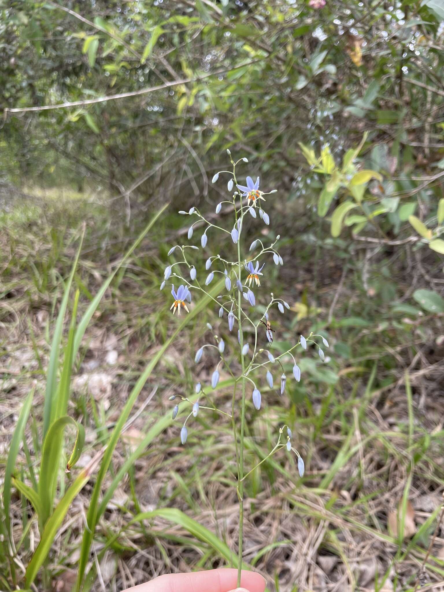 Image of Dianella rara R. Br.