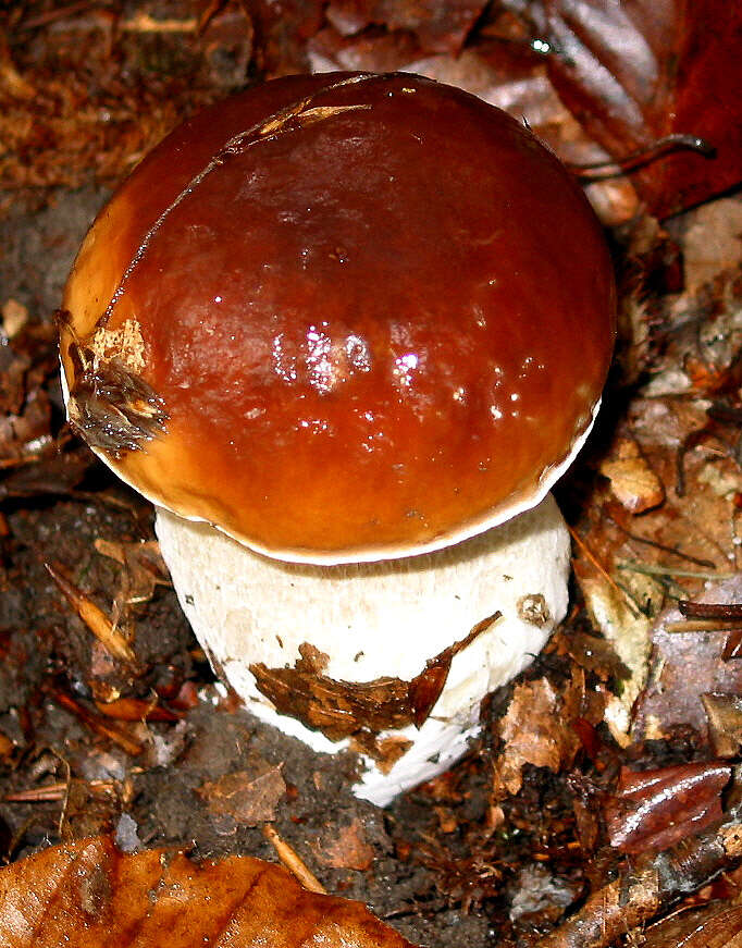 Image of Cep