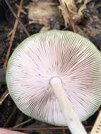 Image of Pluteus chrysaegis (Berk. & Broome) Petch 1912