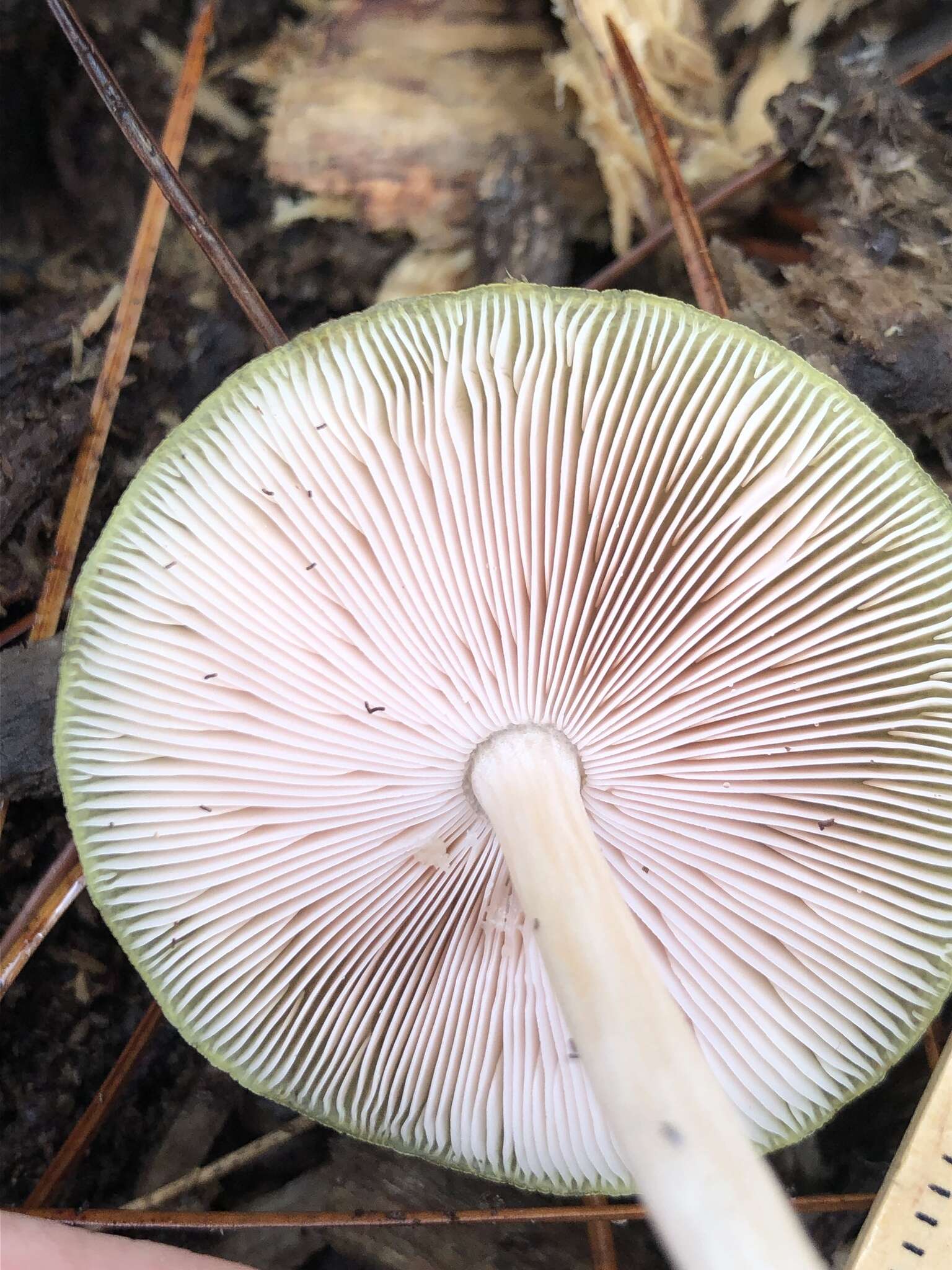 Image of Pluteus chrysaegis (Berk. & Broome) Petch 1912