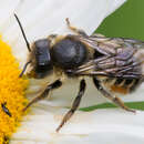 Image of Megachile lapponica Thomson 1872