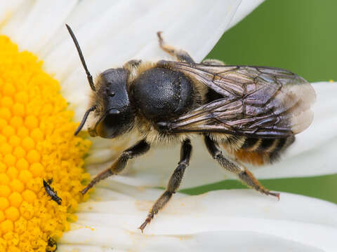 Image of Megachile lapponica Thomson 1872