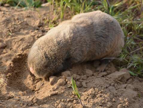 Image of Lesser Blind Mole Rat