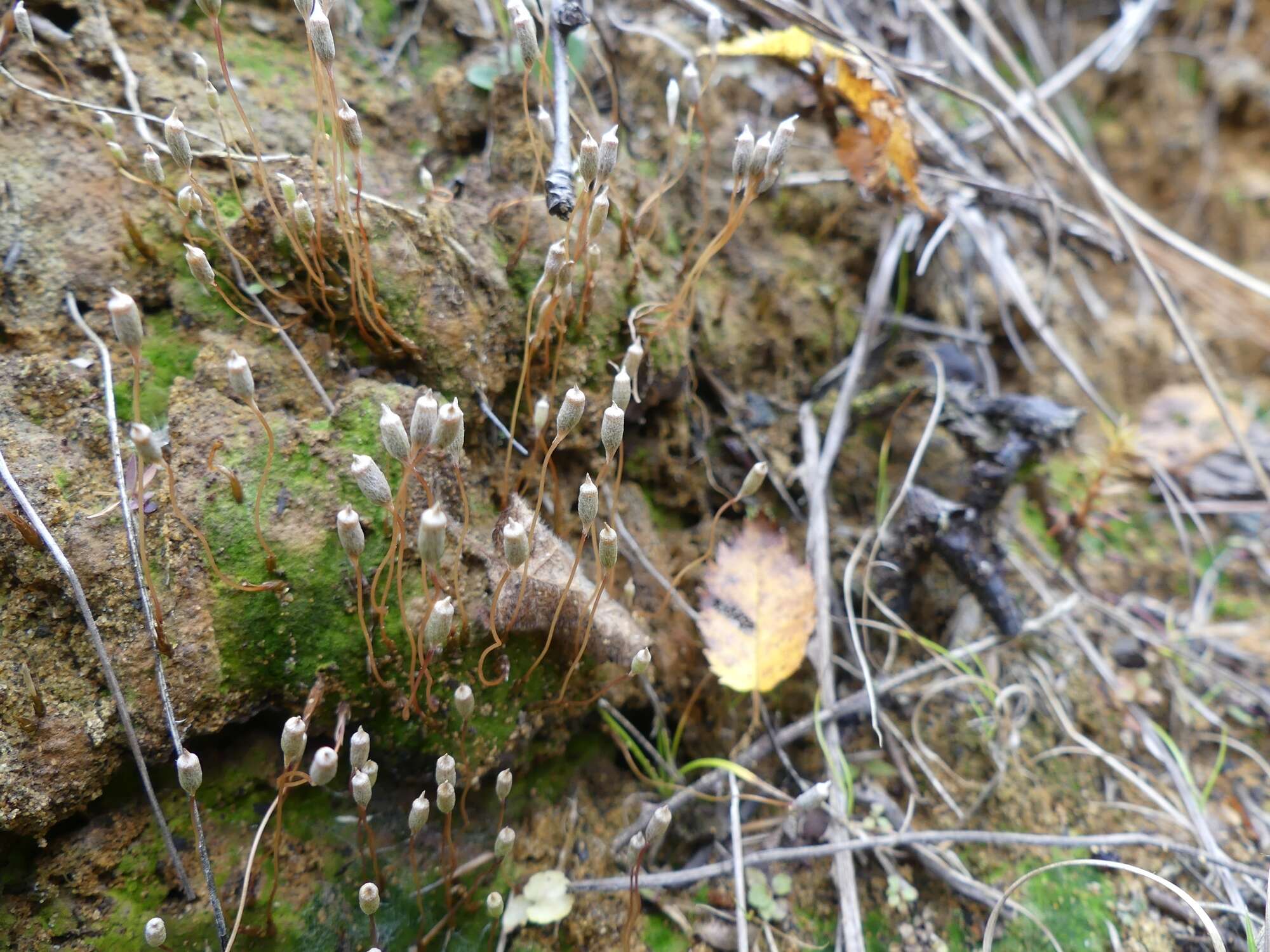 Image of Pennsylvania pogonatum moss