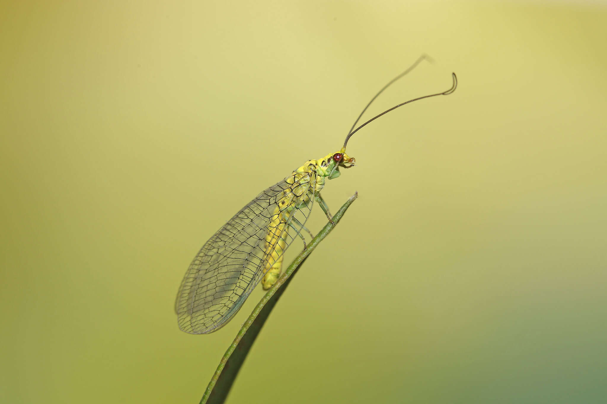 Image of Italochrysa insignis (Walker 1853)