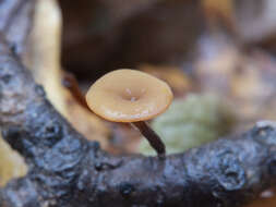 Image of Brown Oak Disc Cup