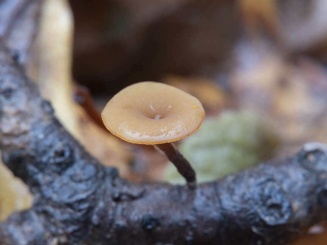 Image of Brown Oak Disc Cup