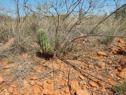 Image de Echinocereus fendleri subsp. rectispinus (Peebles) N. P. Taylor