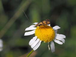 Imagem de Nemophora pfeifferella