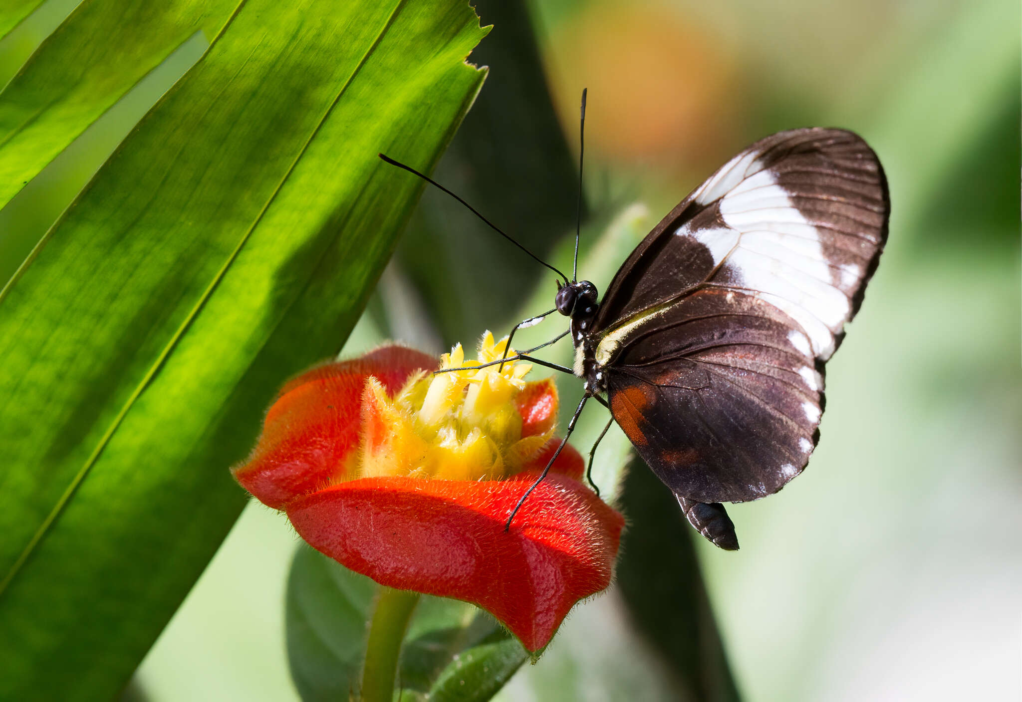 Image of Cydno Longwing