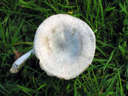 Image of Clitocybe odora (Bull.) P. Kumm. 1871