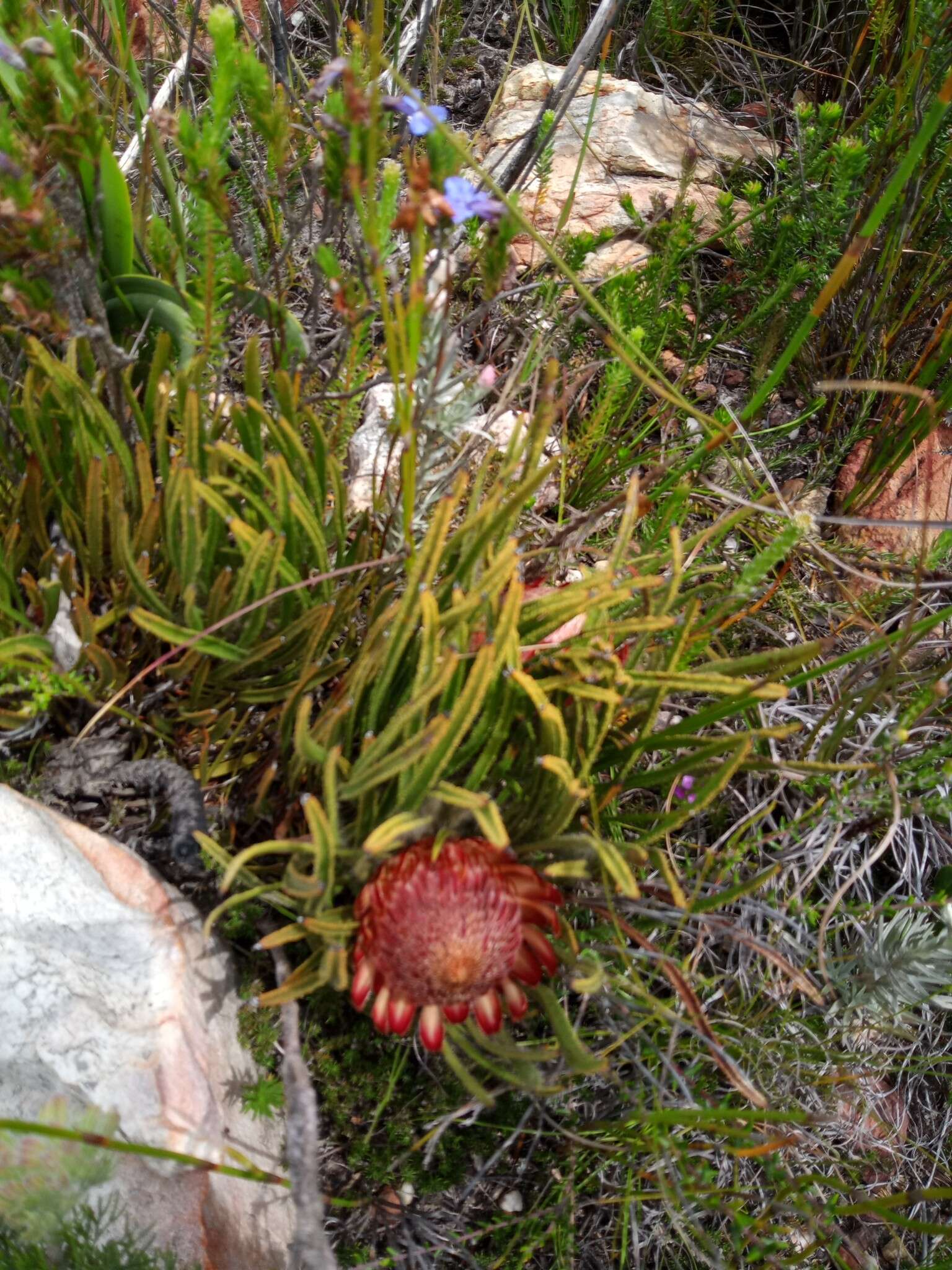 Image de Protea denticulata Rourke