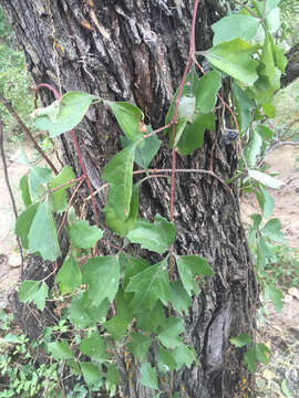 Image de Cissus trifoliata (L.) L.