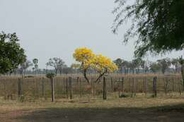 صورة Handroanthus serratifolius (Vahl) S. O. Grose