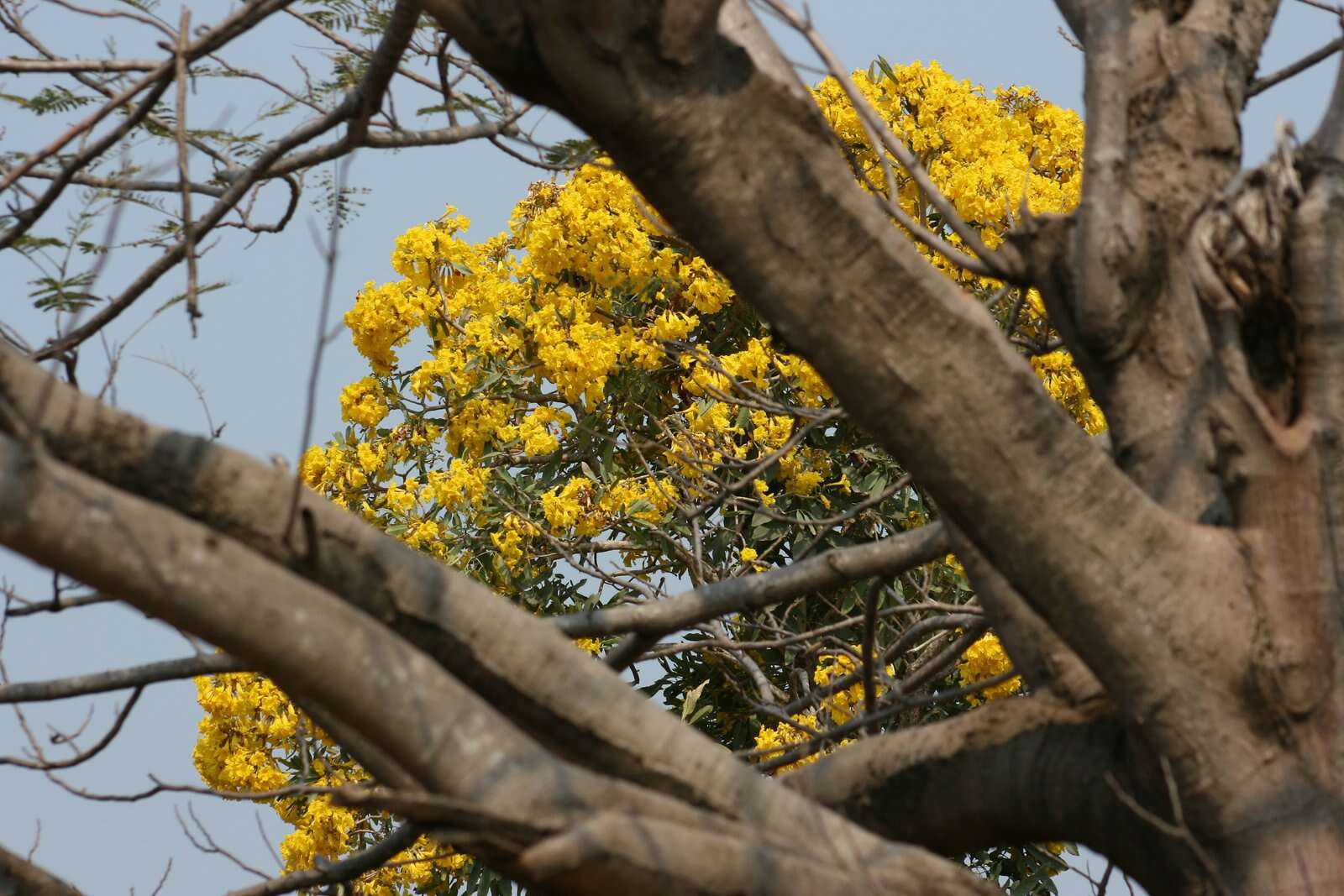 صورة Handroanthus serratifolius (Vahl) S. O. Grose