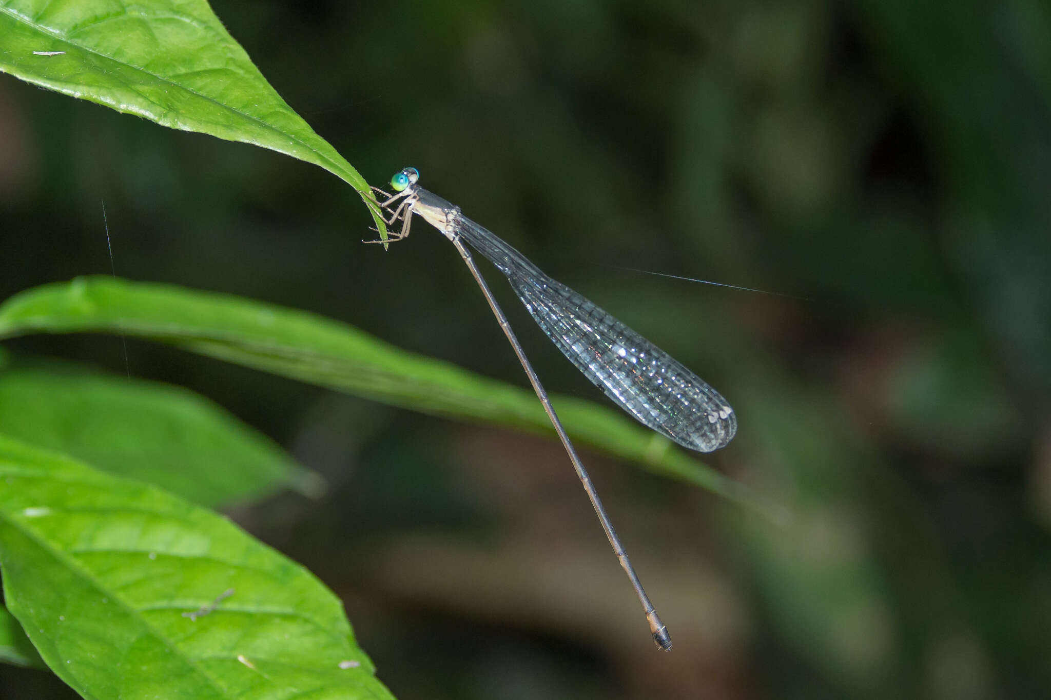 Imagem de Pericnemis stictica Hagen ex Selys 1863