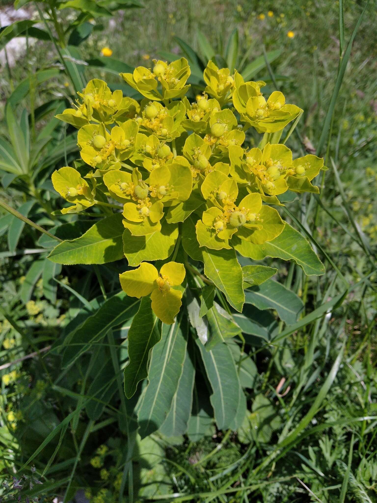 Image of Euphorbia austriaca A. Kern.