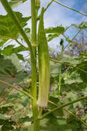 Image of okra