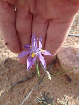 Image of Moraea macrocarpa Goldblatt