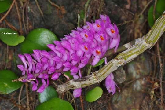 Sivun Dendrobium secundum (Blume) Lindl. ex Wall. kuva