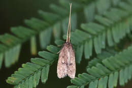 Plancia ëd Lecithocera imprudens Meyrick 1914