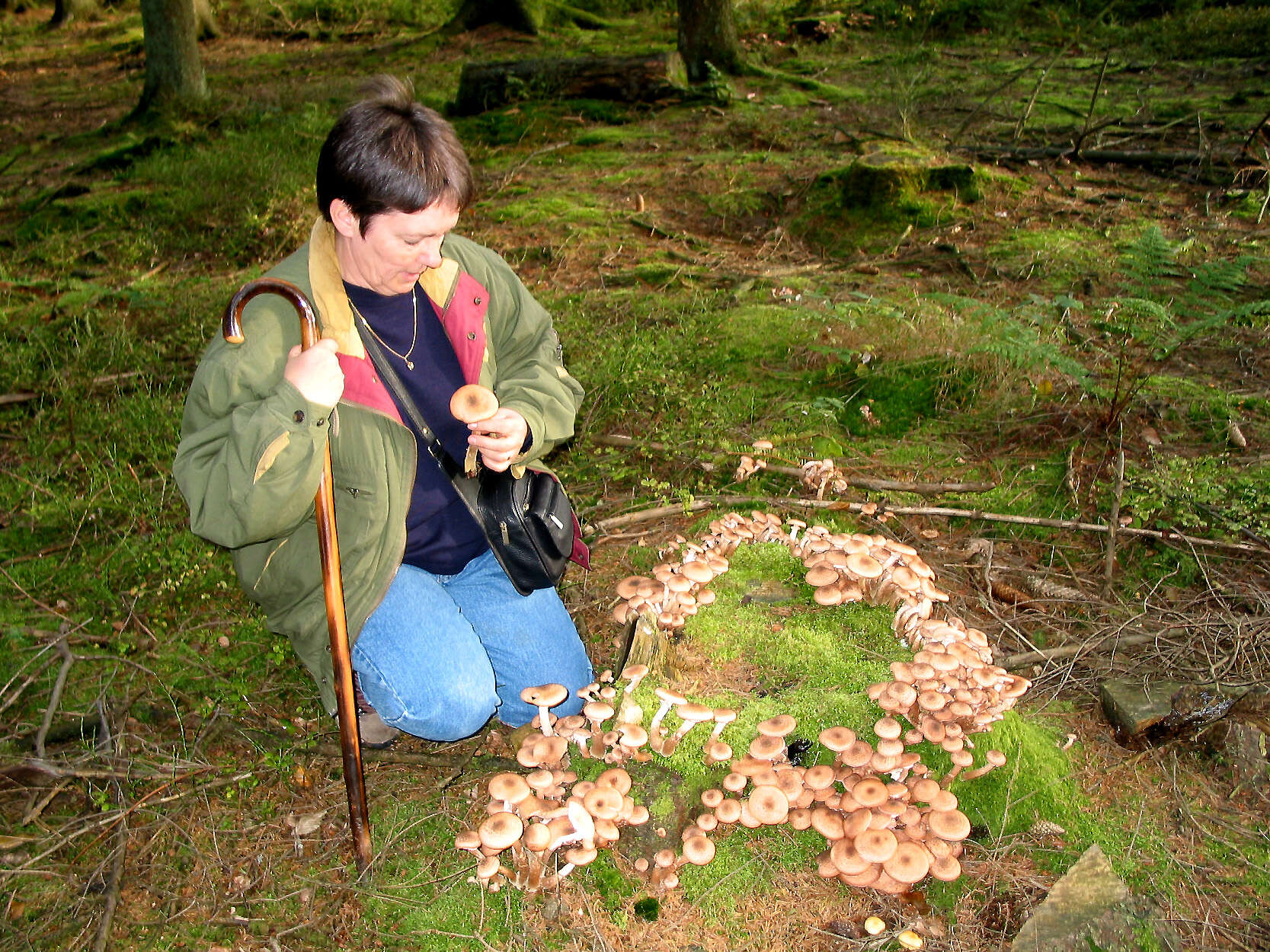 Image of Armillaria ostoyae (Romagn.) Herink 1973