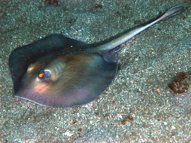 Image of Sepia Stingray