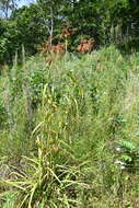 Imagem de Scirpus lushanensis Ohwi