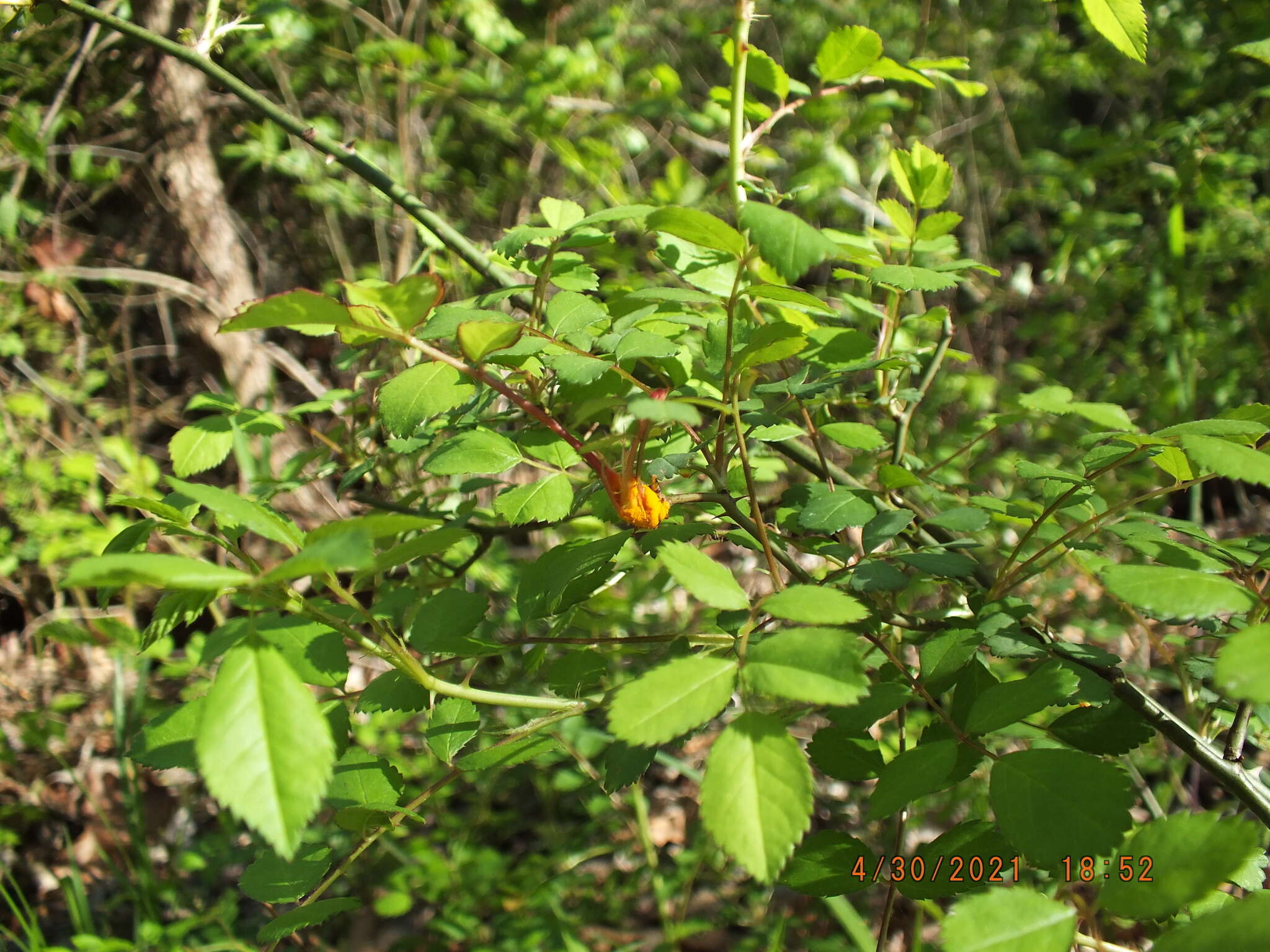 صورة Phragmidium rosae-multiflorae Dietel 1905