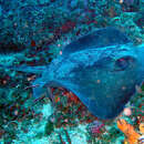 Image of Izu Stingray