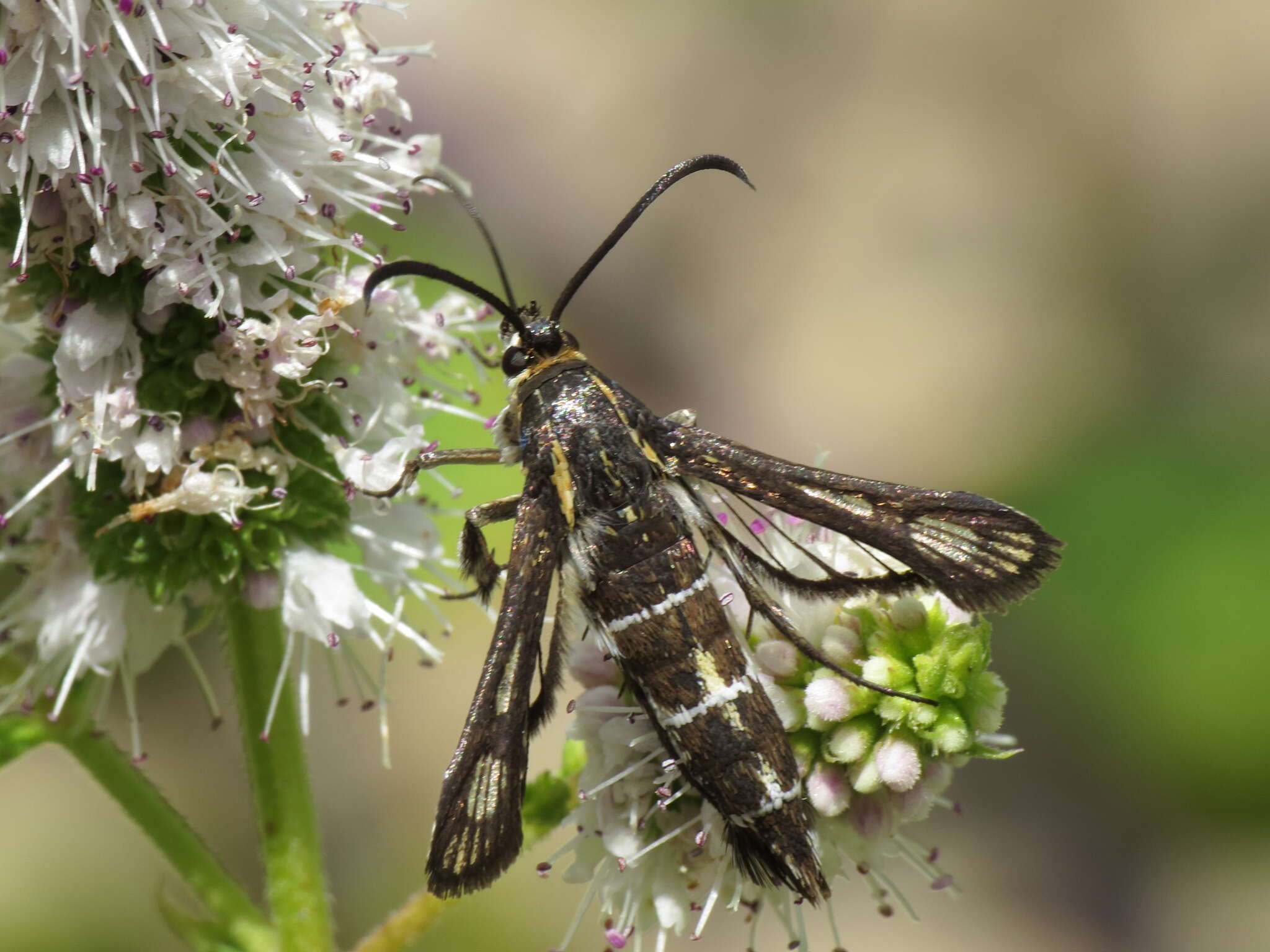 Image of Chamaesphecia mysiniformis