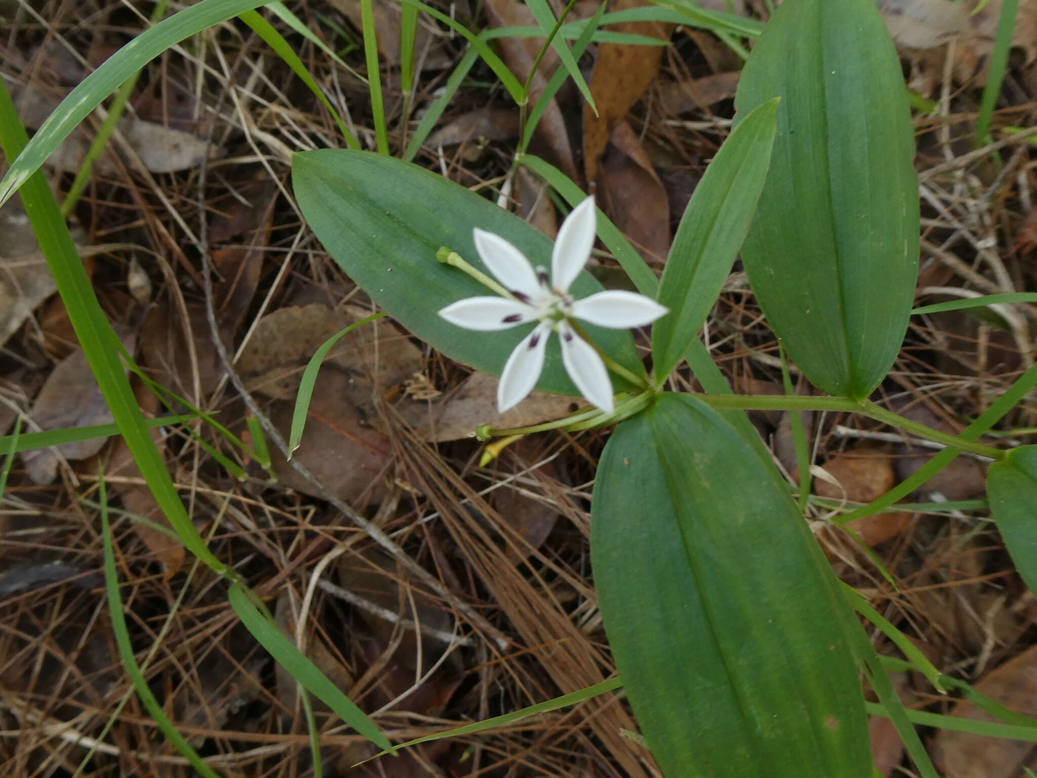 Image of Schelhammera multiflora R. Br.