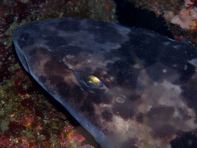 Image of Japanese Swellshark