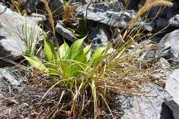 Image of Agave hiemiflora Gentry