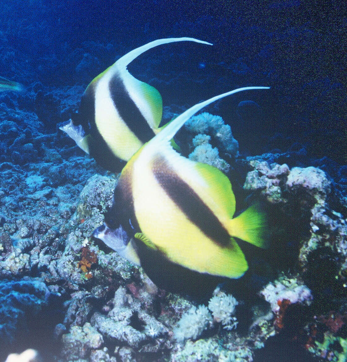 Image of Bannerfish