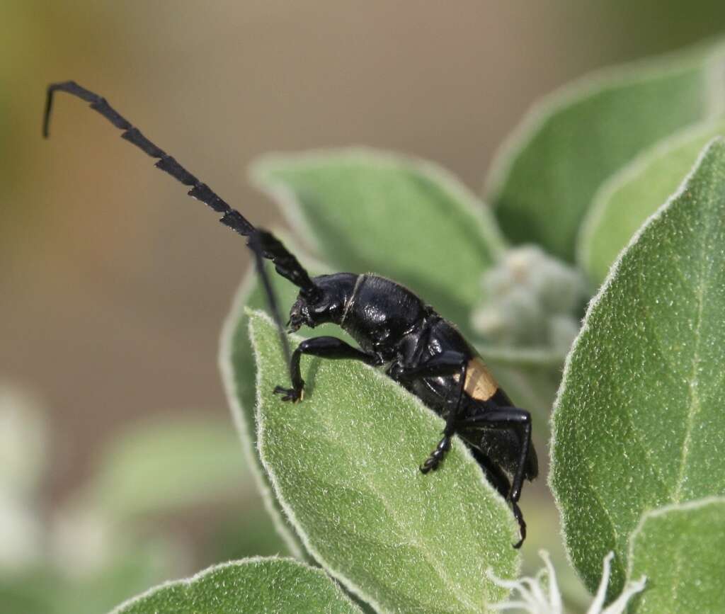 Image of Lissonotus flavocinctus Dupont 1836