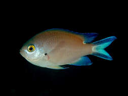 Image of Damselfish