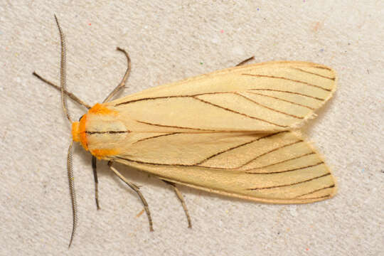 Image of Spilosoma pelopea Druce 1897