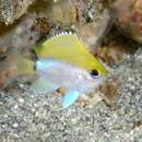 Image of Okinawa chromis