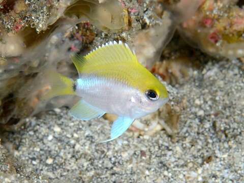 Image de Chromis okamurai Yamakawa & Randall 1989