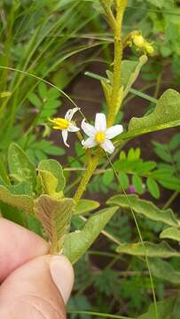 Image of Solanum catombelense Peyr.