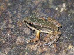 Image of Yellow-throated Frog