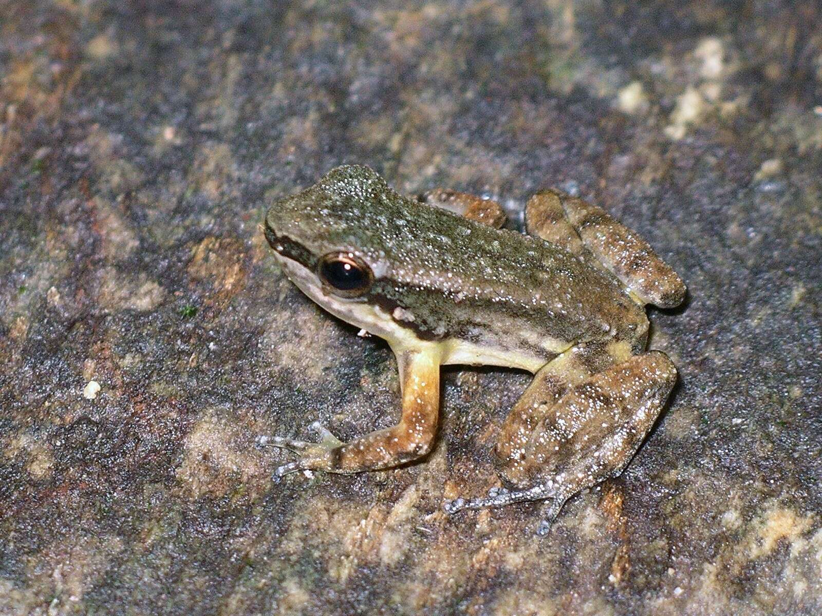 Image of Yellow-throated Frog