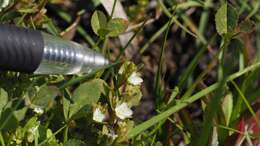 Image of hairy purslane speedwell